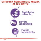 Royal Canin Cat Adult Sensible 33 2 kg