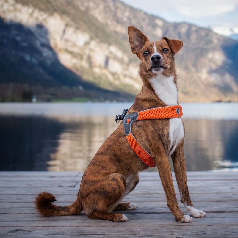 Coralpina Pettorina Cinquetorri Rosso Tg 4