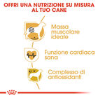 Royal Canin Dog Adult e Senior Boxer 3 kg - Scad. Dicembre 25