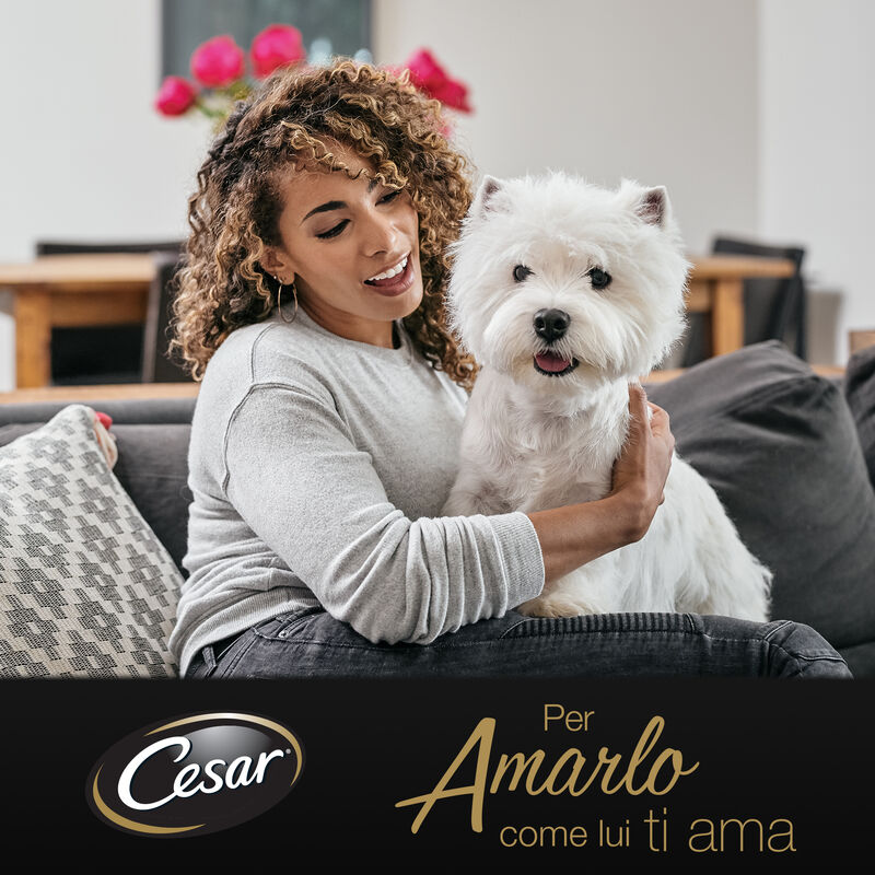 Cesar Dog Senior Selezione Pollo e Riso e Manzo e Riso in Gelatina 4x100 gr