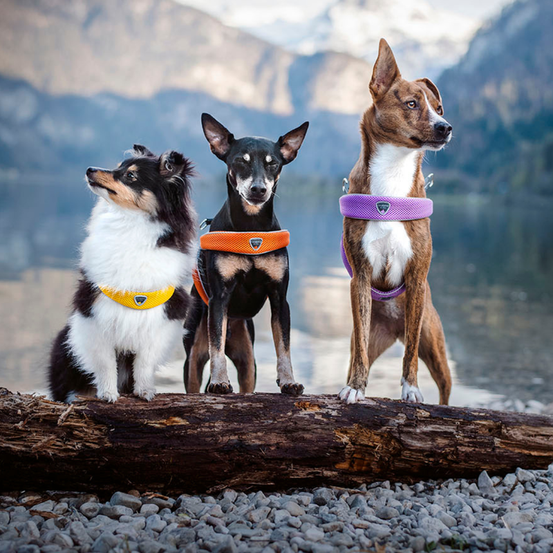 Coralpina Pettorina Cinquetorri nero Tg 2