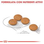 Royal Canin Dog Adult e Senior Mini Dermacomfort 3 kg