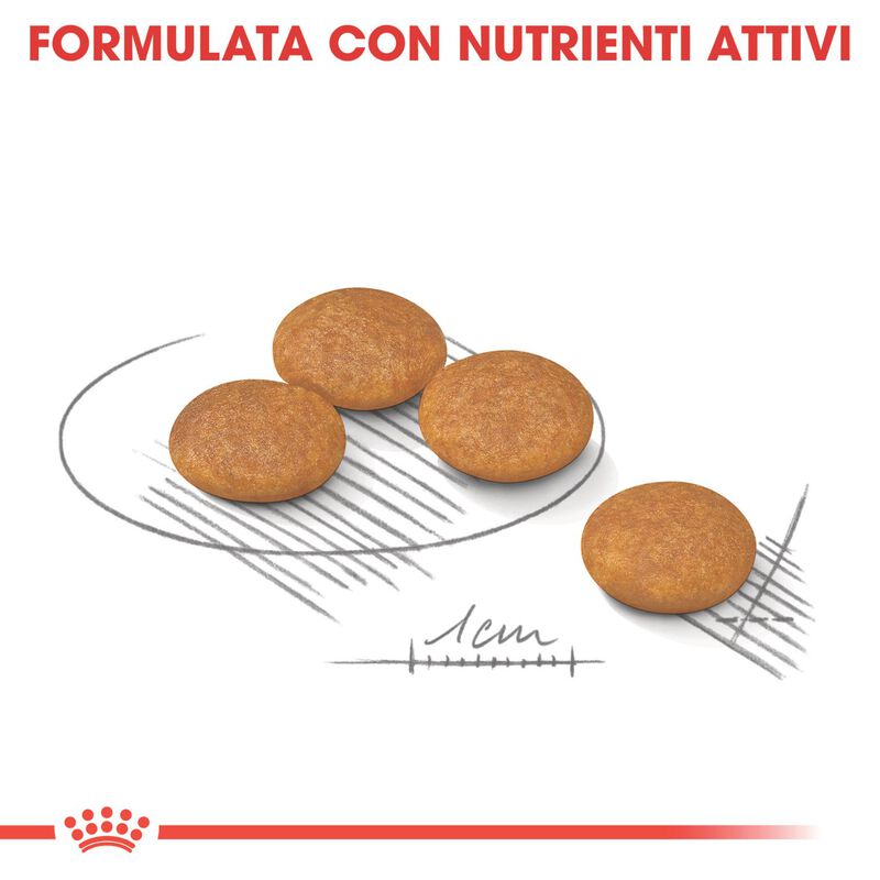 Royal Canin Dog Adult e Senior Mini Dermacomfort 3 kg