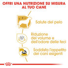 Royal Canin Dog Adult  e Senior Maltese 1,5 kg