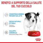 Royal Canin Dog Mini Puppy 85 gr