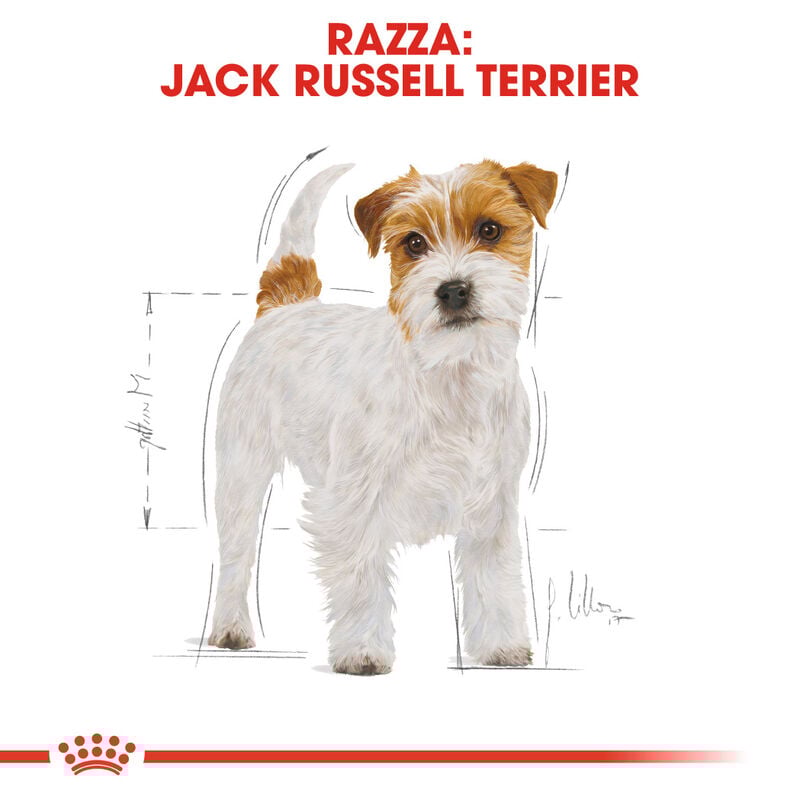 Royal Canin Dog Adult e Senior Jack Russell 1,5 kg