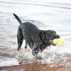Kong AirDog Palla Sonora per cani M Giallo
