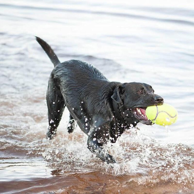 Kong AirDog Palla Sonora per cani M Giallo