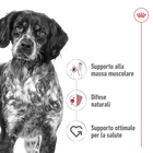 Royal Canin Dog Medium Adult 140 gr