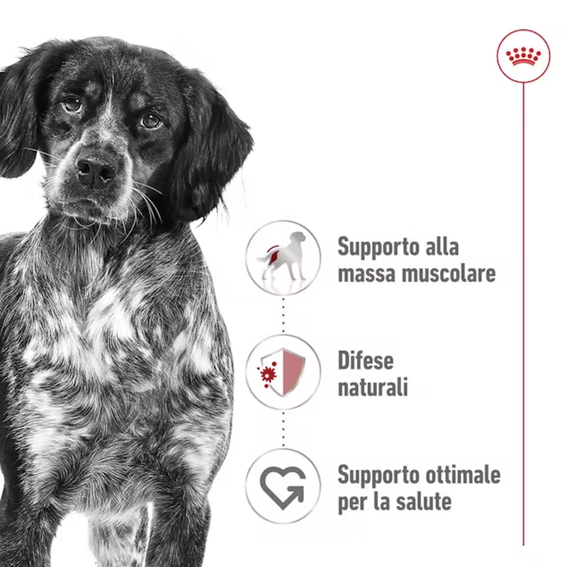 Royal Canin Dog Medium Adult 140 gr