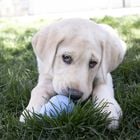 Kong Gioco da mordere per cuccioli S Blu 1 pz