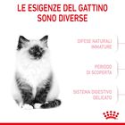 Royal Canin Cat Kitten 2 kg