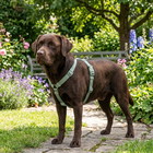 Trixie Premium Pettorina ad H color Salvia mis. L