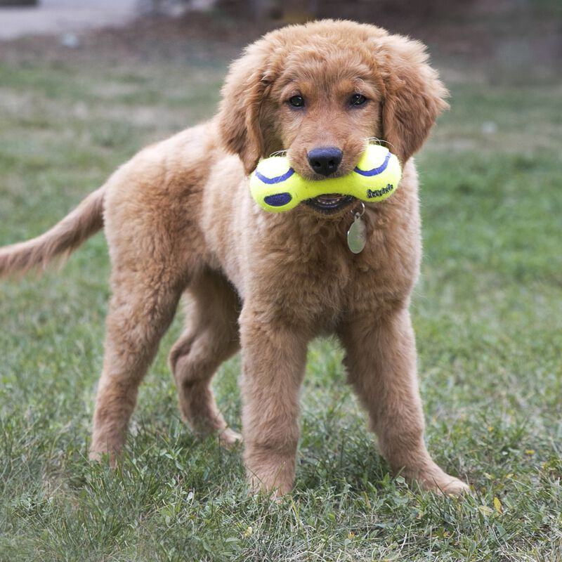 Kong AirDog Squeaker Dumbbell per cani Tg S Giallo
