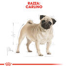Royal Canin Dog Adult e Senior Carlino 1,5 kg