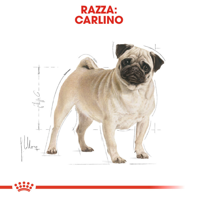 Royal Canin Dog Adult e Senior Carlino 1,5 kg
