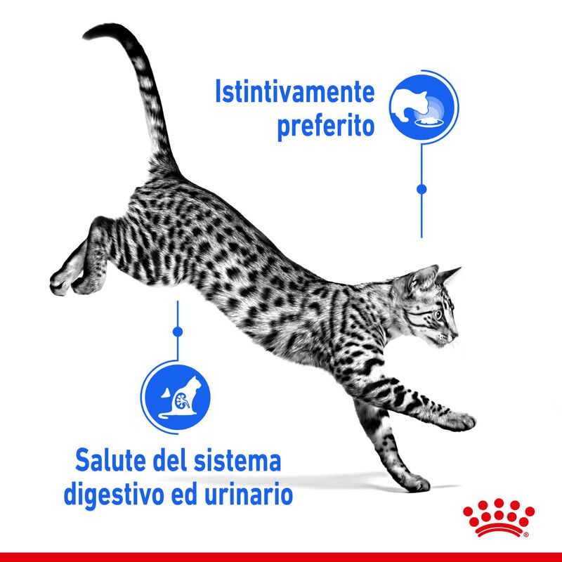 Royal Canin Cat Adult Indoor Gravy 85gr