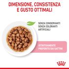 Royal Canin Kitten in Salsa 85 gr