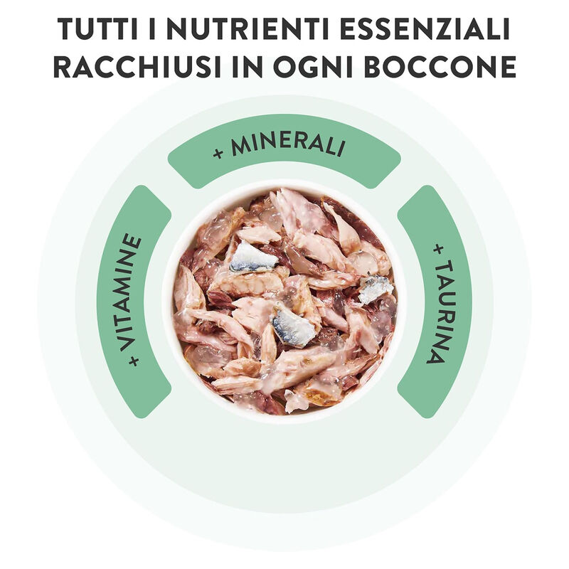 Schesir Cat Adult Tonnetto con Manzo in jelly 85 gr