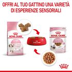 Royal Canin Kitten in Salsa 85 gr