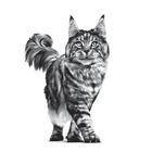 Royal Canin Veterinary Diet Cat Satiety Weight Management 12x85 gr