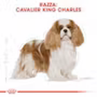 Royal Canin Dog Adult e Senior Cavalier King Charles Spaniel 1,5 kg