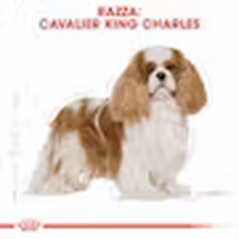 Royal Canin Dog Adult e Senior Cavalier King Charles Spaniel 1,5 kg
