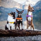 Coralpina Pettorina Cinquetorri Rosa Tg 2