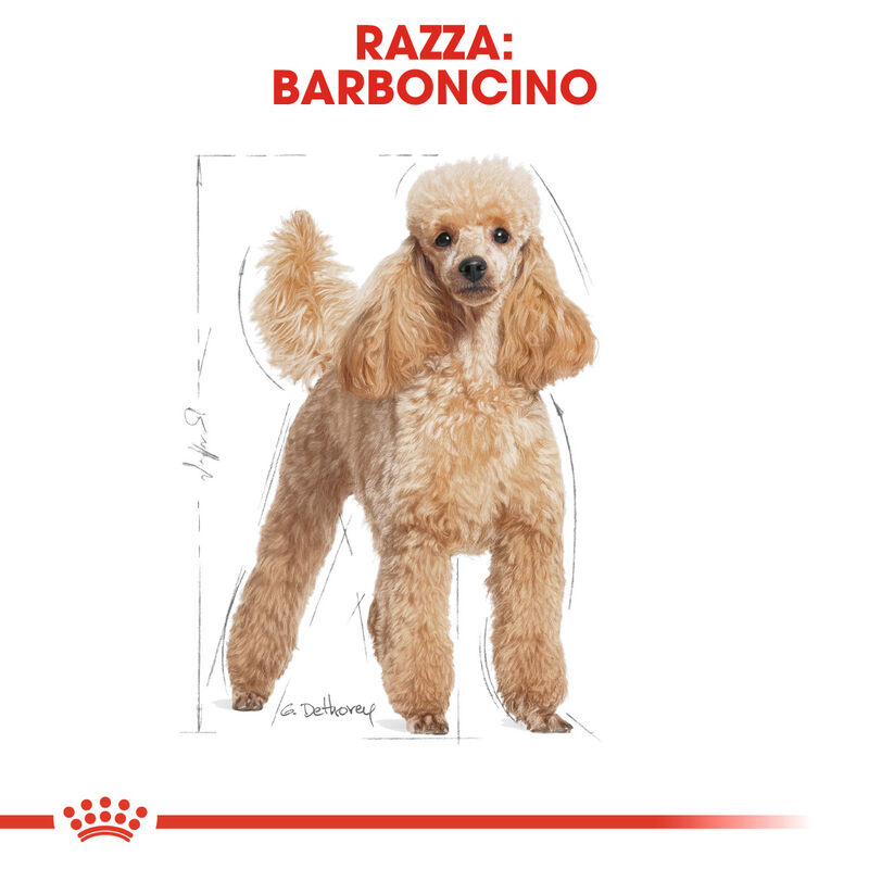 Royal Canin Dog Adult e Senior Barboncino 1,5 kg