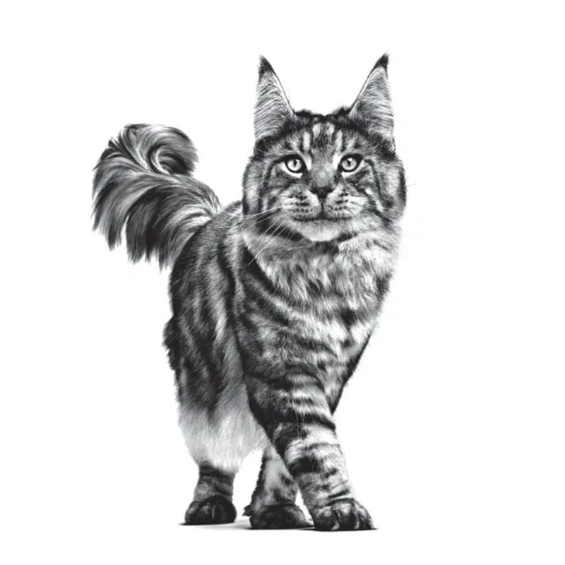 Royal Canin Veterinary Diet Cat Renal 400 gr