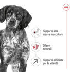Royal Canin Dog Adult 7+ Medium 15 kg  