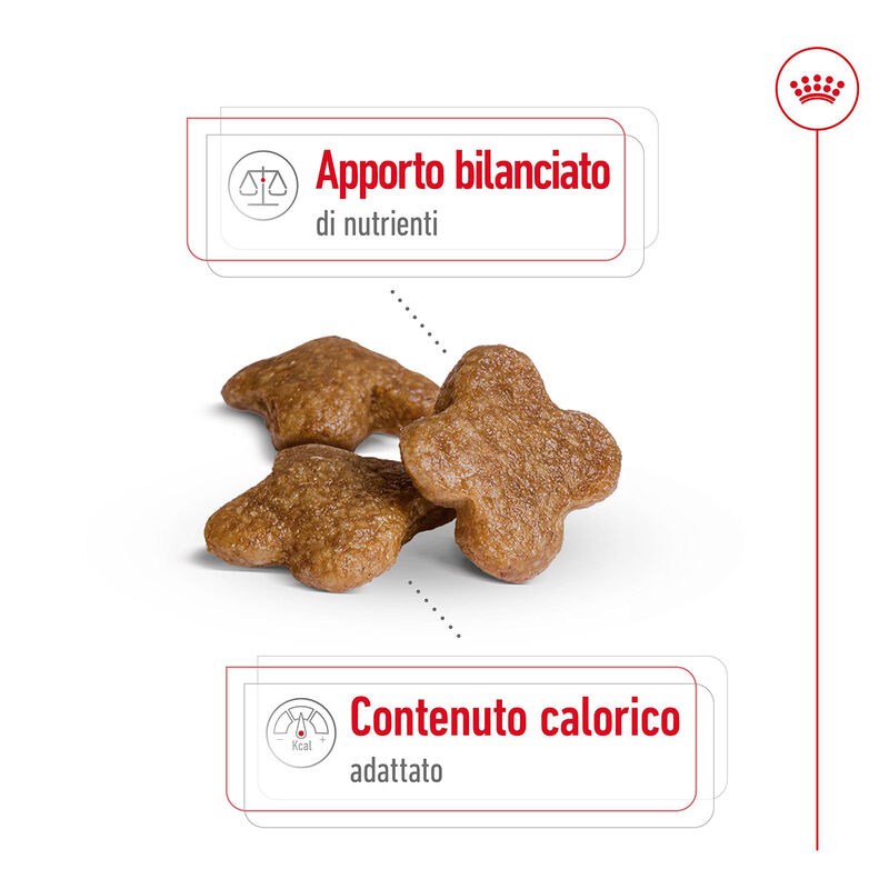 Royal Canin Dog Mini Adult 8+ 2 kg