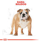 Royal Canin Dog Adult e Senior Bulldog 12 kg