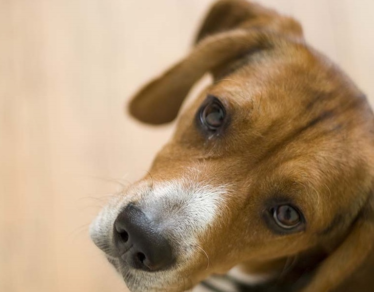 I VETERINARI ESPERTI IN COMPORTAMENTO ANIMALE