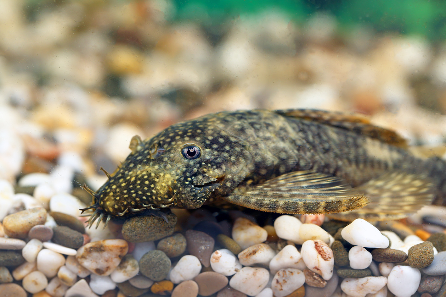 Ancistrus: non chiamatelo &ldquo;pesce pulitore&rdquo;