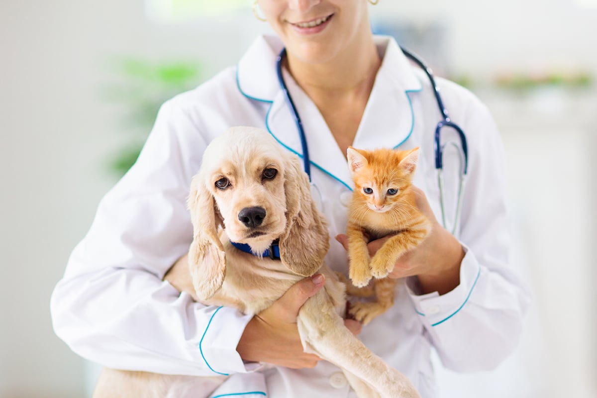 Il veterinario risponde