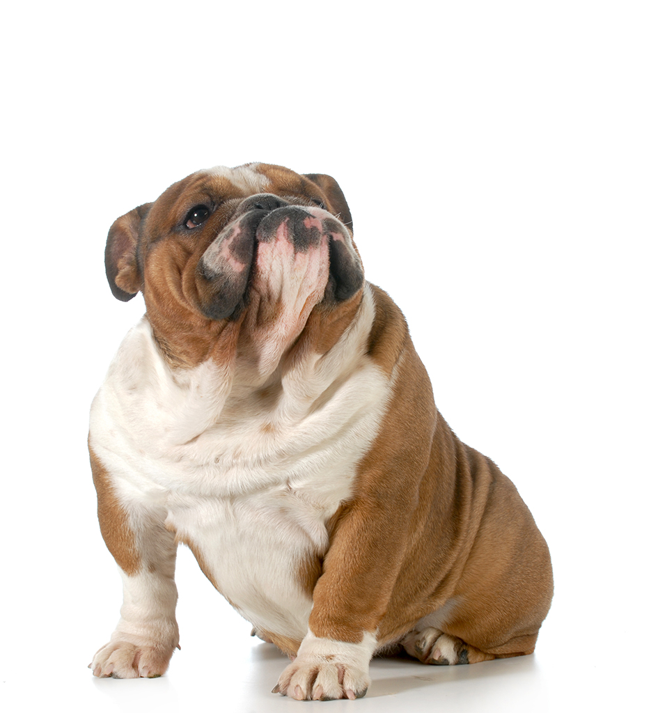 mmagine di un cane obeso seduto su sfondo bianco