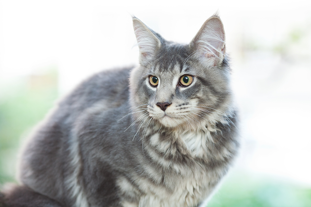 IL “GATTO DELLE NEVI”