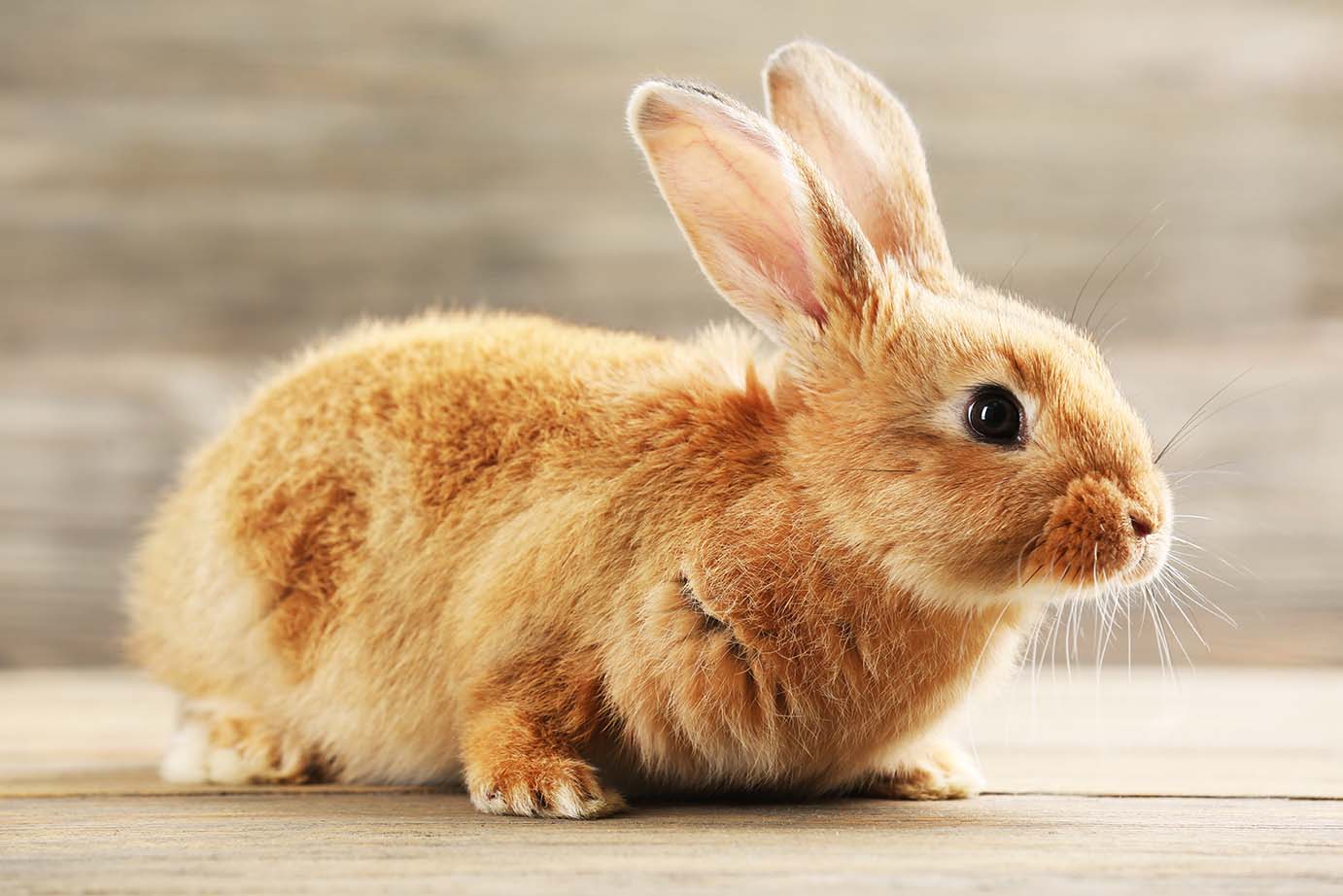COSA FARE SE BUNNY HA UNA FRATTURA?