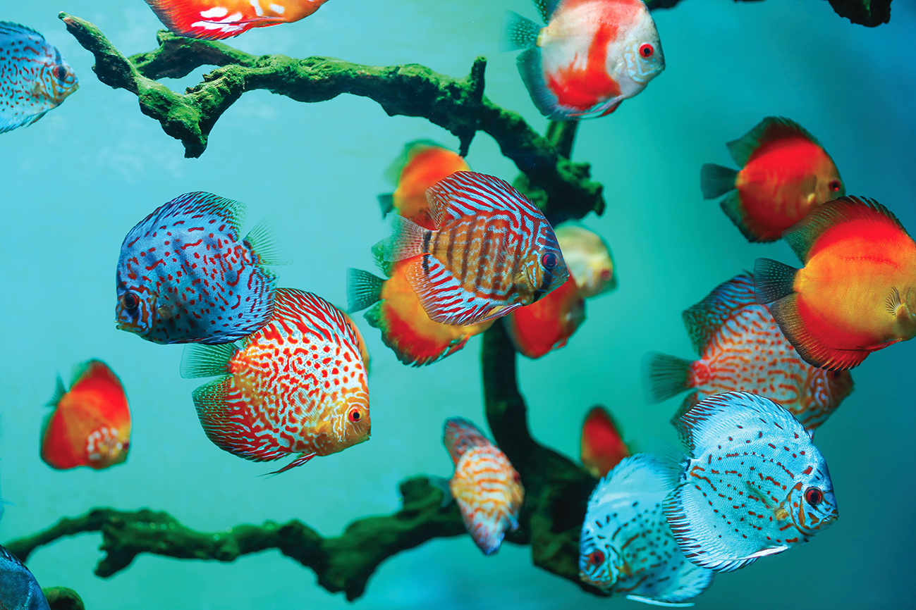 Discus: come prenderci cura dei &ldquo;re dell&rsquo;acquario&rdquo;