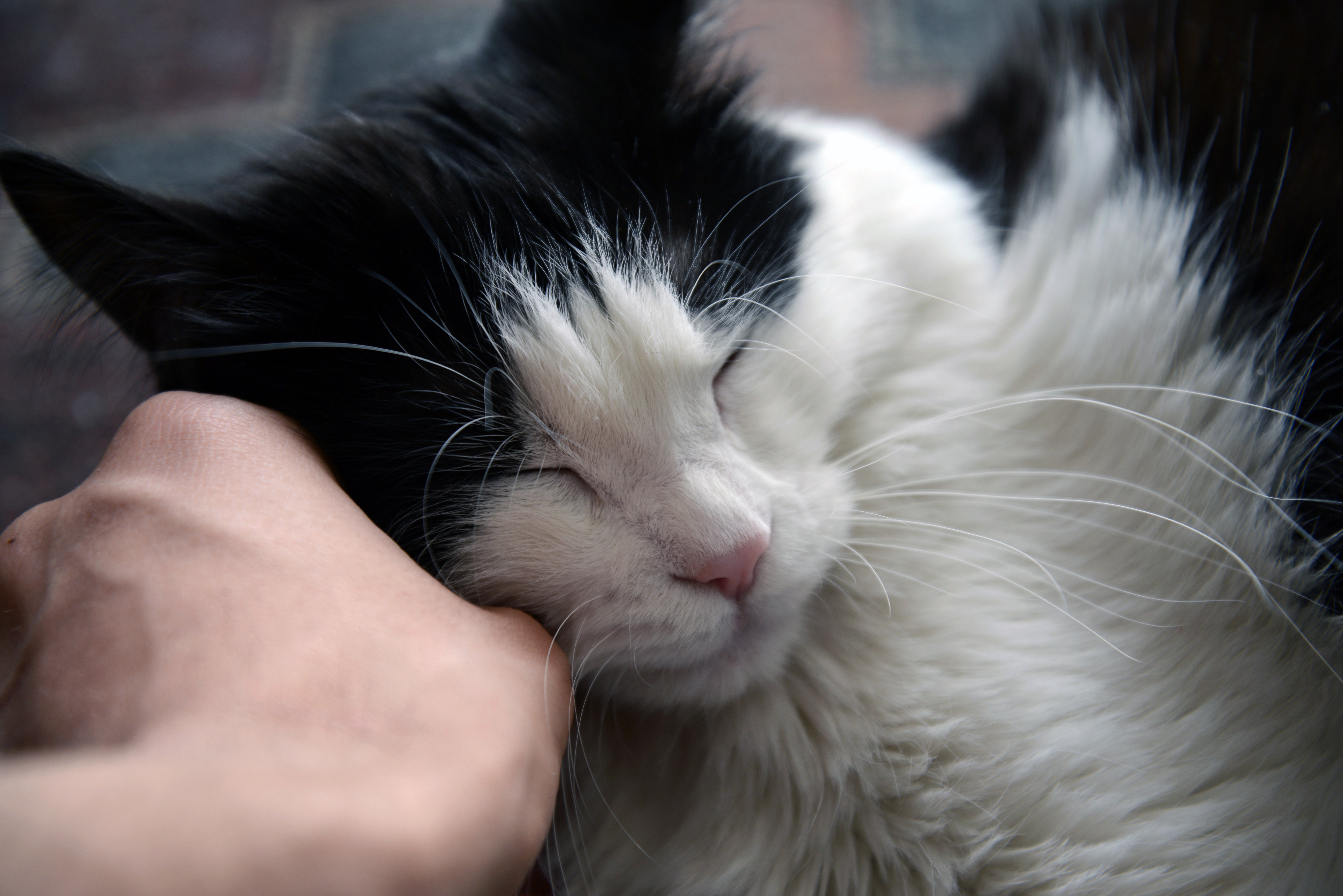 Perch&eacute; i gatti impastano? Il significato nascosto di un gesto d'amore