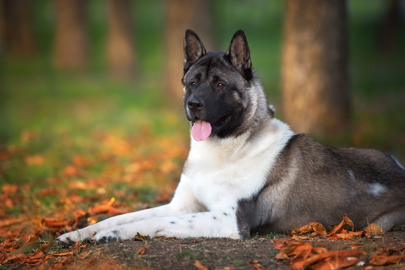 AKITA AMERICANO, COMPAGNO FIERO E DEBOLE