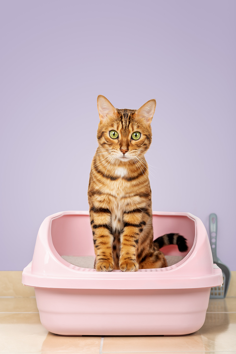 Lettiera per gatti: come scegliere quella giusta per il tuo pet