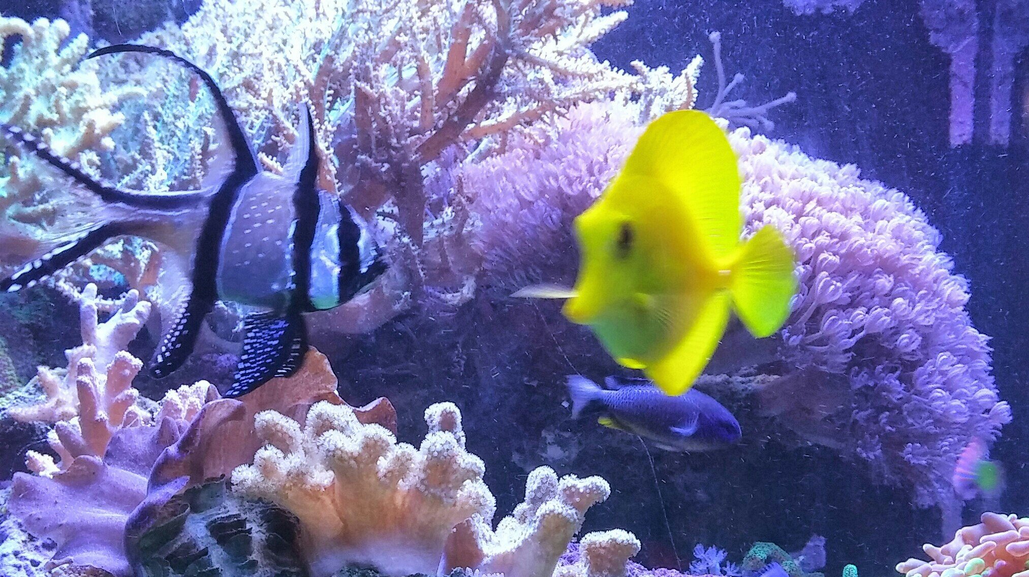 Cosa mangiano i pesci d’acquario?
