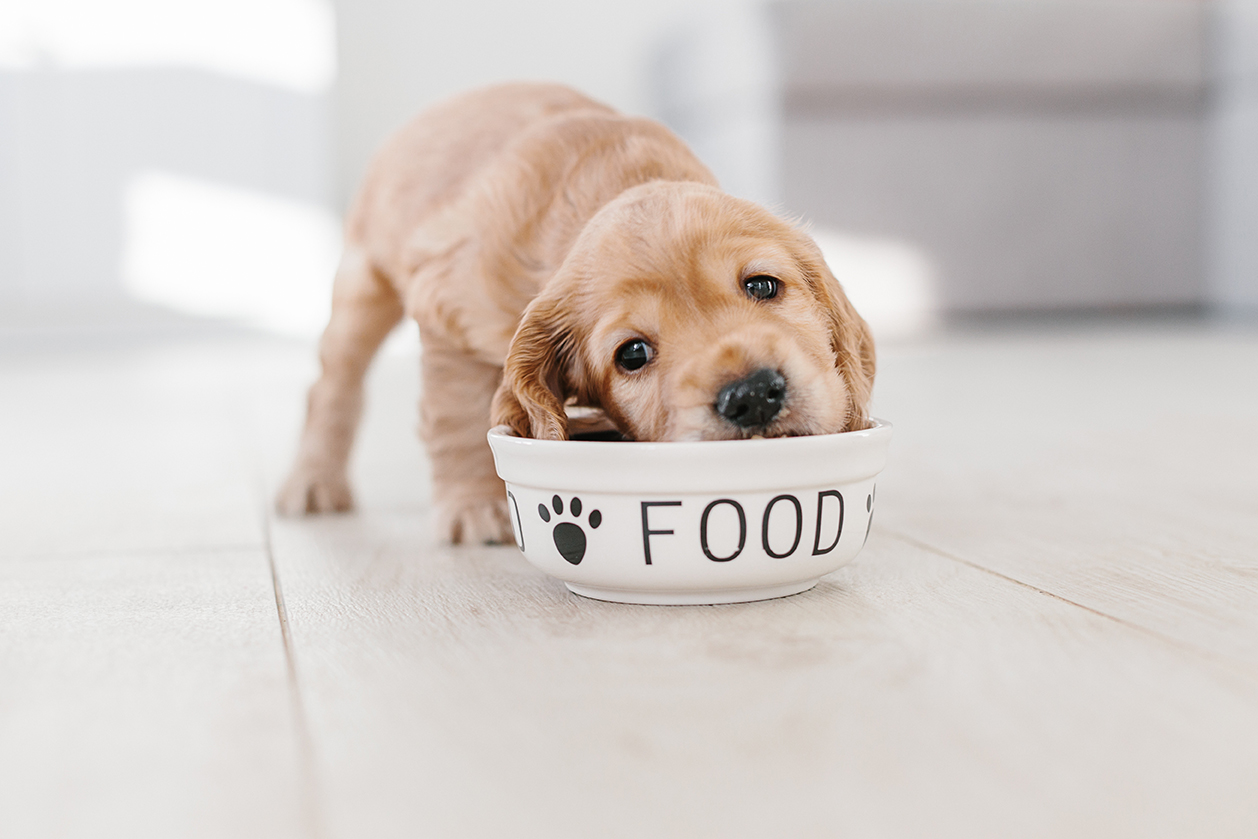 La Zucca per Cani e Gatti: Il Superfood Autunnale per il Benessere dei Nostri Amici a Quattro Zampe
