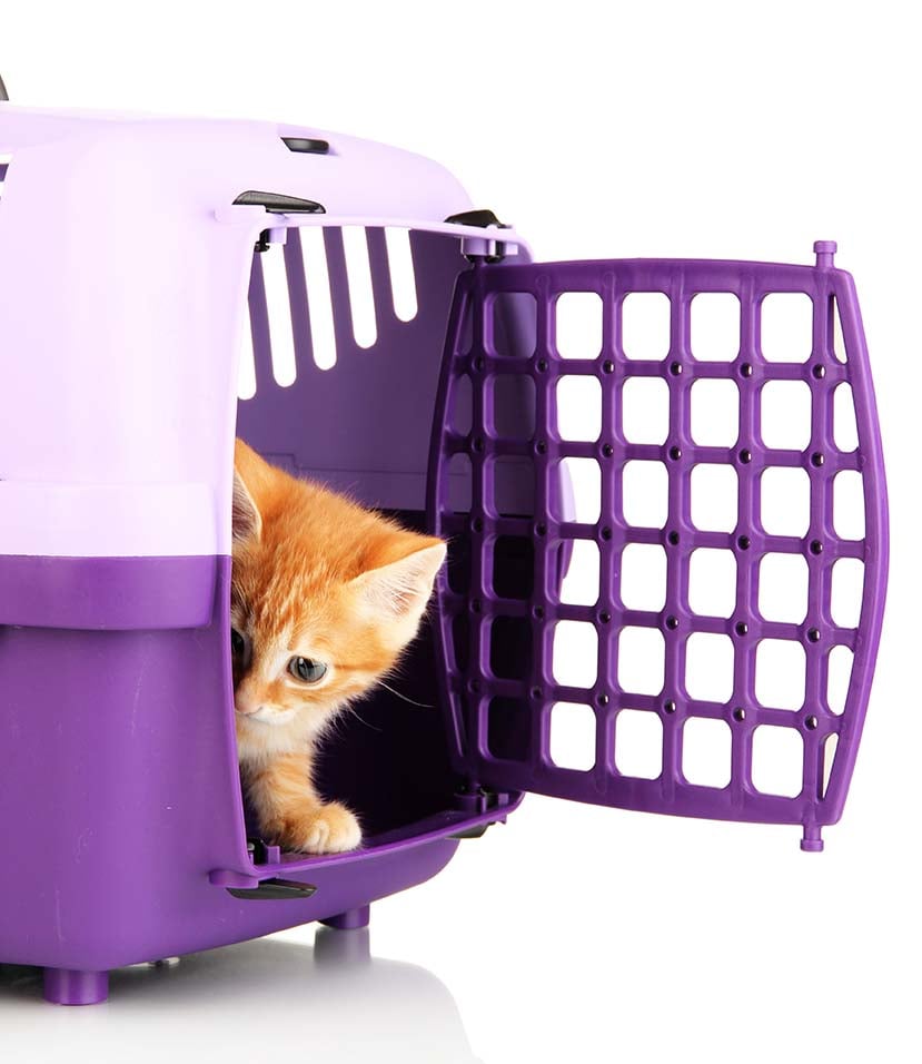 IL TRASPORTINO, LA “CASETTA VIAGGIANTE” DEL GATTO