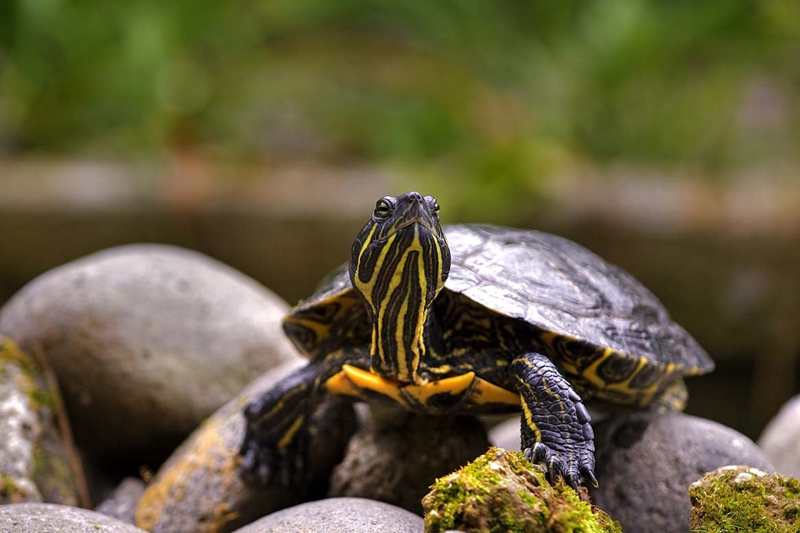 Come scegliere l'acquario perfetto per la tua tartaruga: guida completa