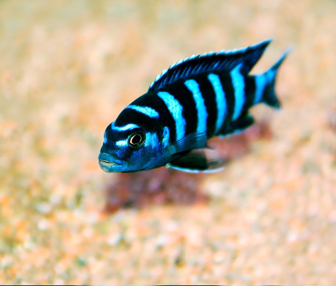Pesce Mbuna striato di nero a blu che nuota su fondale sabbioso