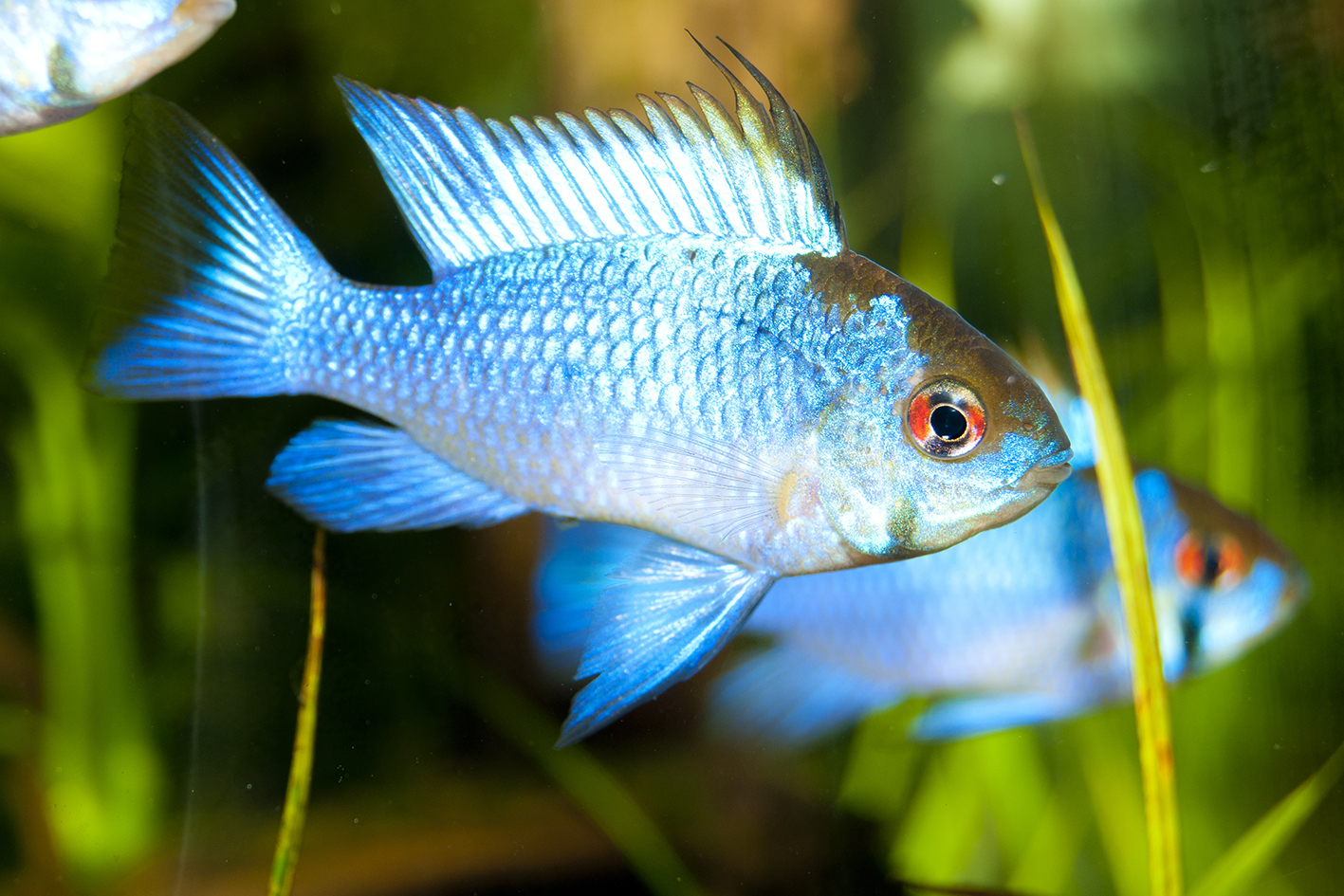 Lo Pterophyllum scalare angelo degli acquari