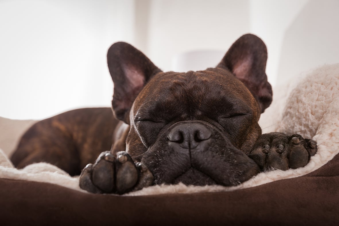 BUON RIPOSO! REGALA UN RIPOSO DA SOGNO AL TUO CANE O AL TUO GATTO